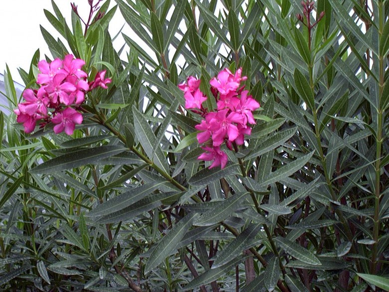 Cây Trúc đào. Nerium oleander L. - Cây Thuốc Nam Quanh Ta